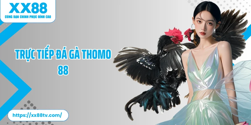 Trực Tiếp Đá Gà Thomo 88 - Thưởng Thức Chọi Kê Mãn Nhãn